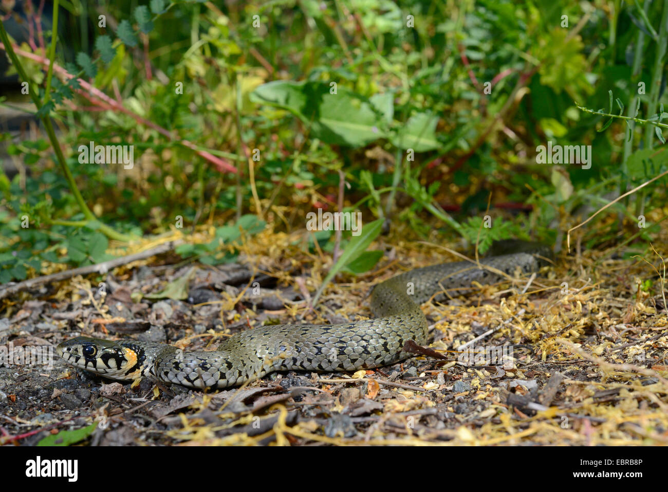 Biscia dal collare (Natrix natrix), biscia con il tipico disegno della parte posteriore della testa, Bulgaria, Biosphaerenreservat Ropotamo Foto Stock