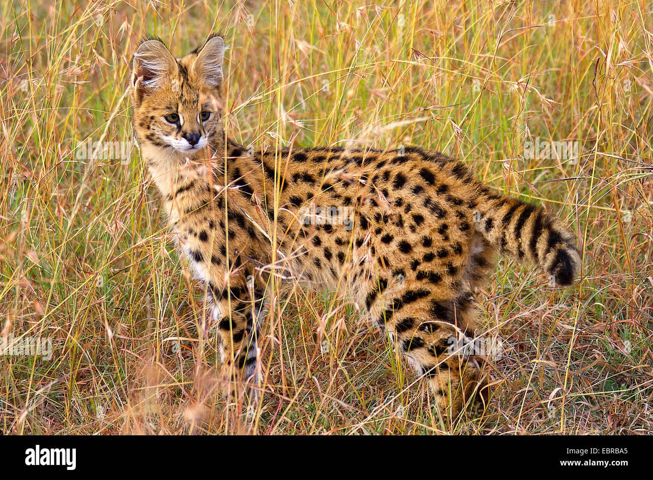 Serval (Leptailurus serval, Felis serval), in erba secca della savana, Kenia Masai Mara National Park Foto Stock