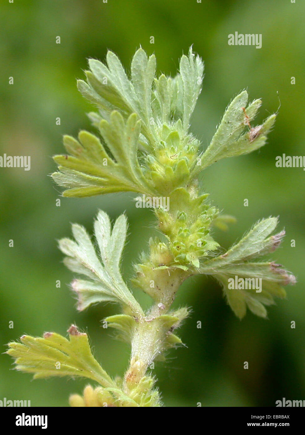 Prezzemolo piert (Aphanes arvense), fioritura, Germania Foto Stock