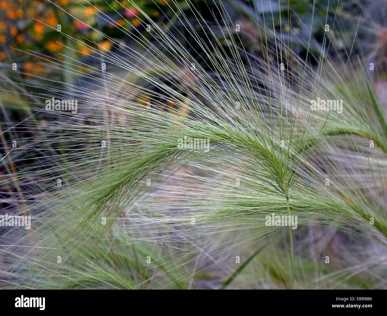 Wild Orzo Orzo di coda di volpe, scoiattolo-coda di erba (Hordeum jubatum), fioritura, Germania Foto Stock