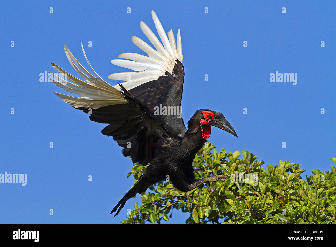 Massa meridionale hornbill, massa hornbill (Bucorvus leadbeateri, Bucorvus cafer), lo sbarco su un ramo, Kenia Masai Mara National Park Foto Stock