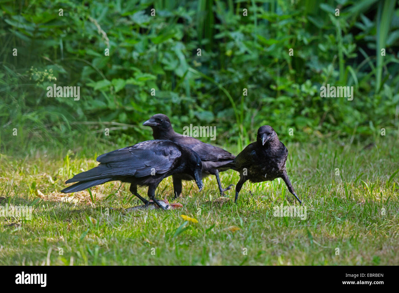 Carrion crow (Corvus corone, Corvus corone corone), il corvo per adulti con due bambini canta in un pesce morto, in Germania, in Baviera Foto Stock