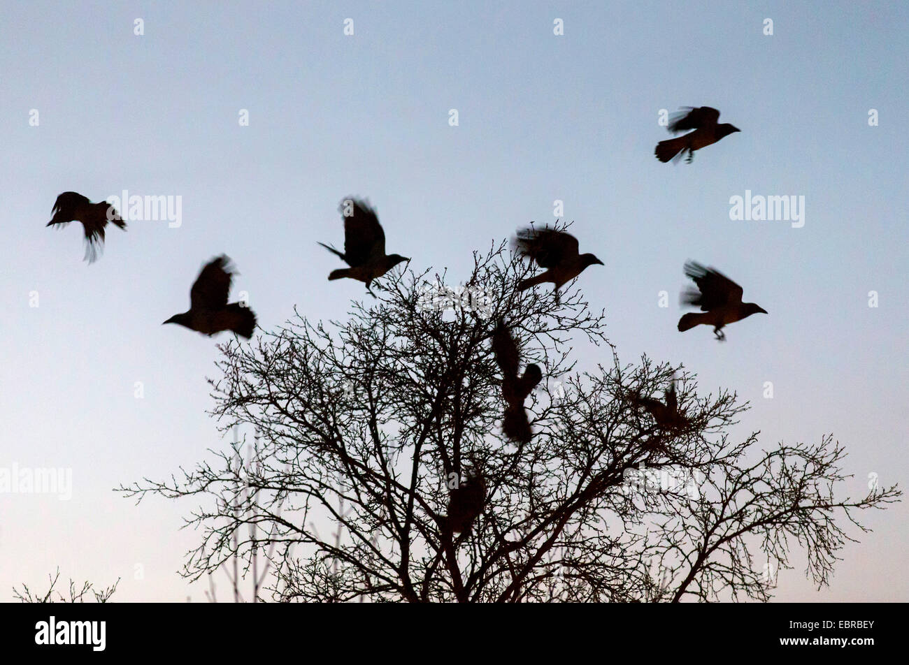 Cornacchia mantellata (Corvus corone cornix, Corvus cornix), cornacchie grige volare fino a partire da un albero dormiente nel crepuscolo, Norvegia, Troms, Tromsoe Foto Stock
