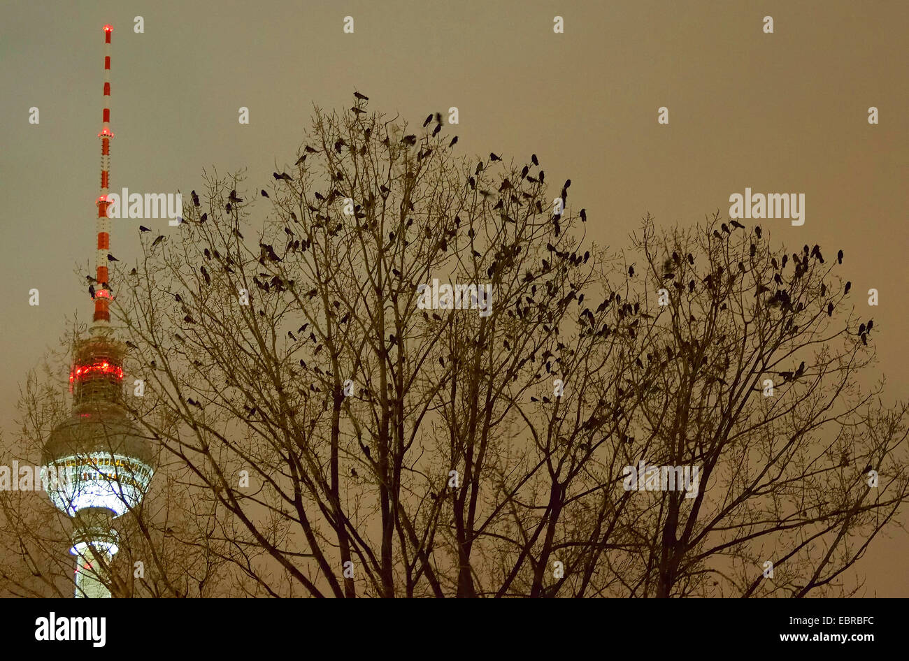 Cornacchia mantellata (Corvus corone cornix, Corvus cornix), cornacchie grige sul loro albero di pelo di fronte alla torre della Radio di Berlino, Germania, Berlino Foto Stock