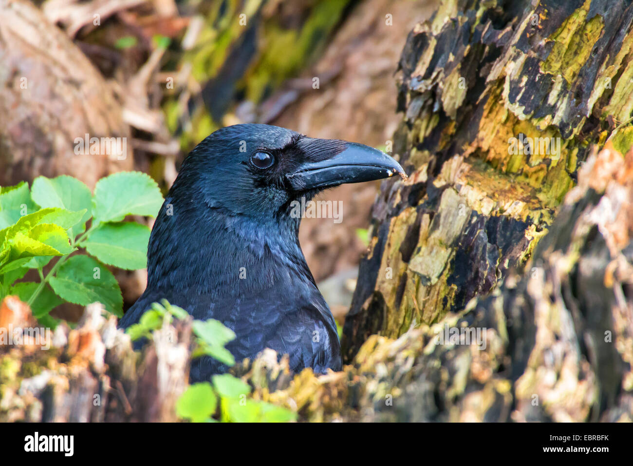 Carrion crow (Corvus corone, Corvus corone corone), seduto su un albero, Germania Foto Stock