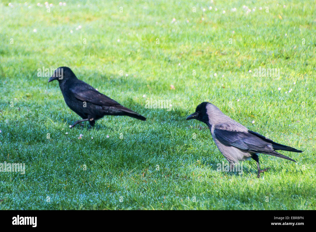 Carrion crow (Corvus corone, Corvus corone corone), carrion crow e hoodiecrow su un parco-Prato , Germania Foto Stock