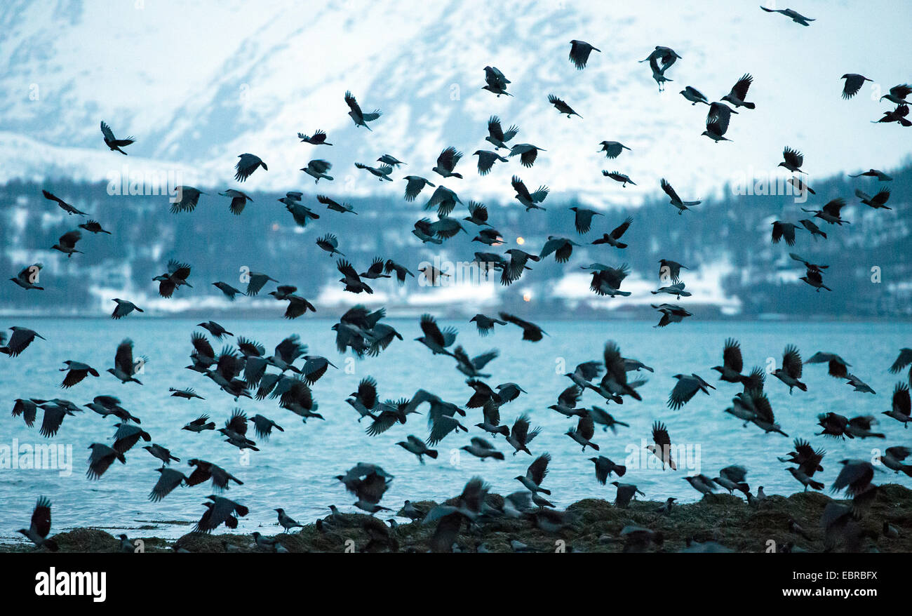 Cornacchia mantellata (Corvus corone cornix, Corvus cornix), flying gregge sulla spiaggia nel crepuscolo, Norvegia, Troms, Tromsoe Foto Stock