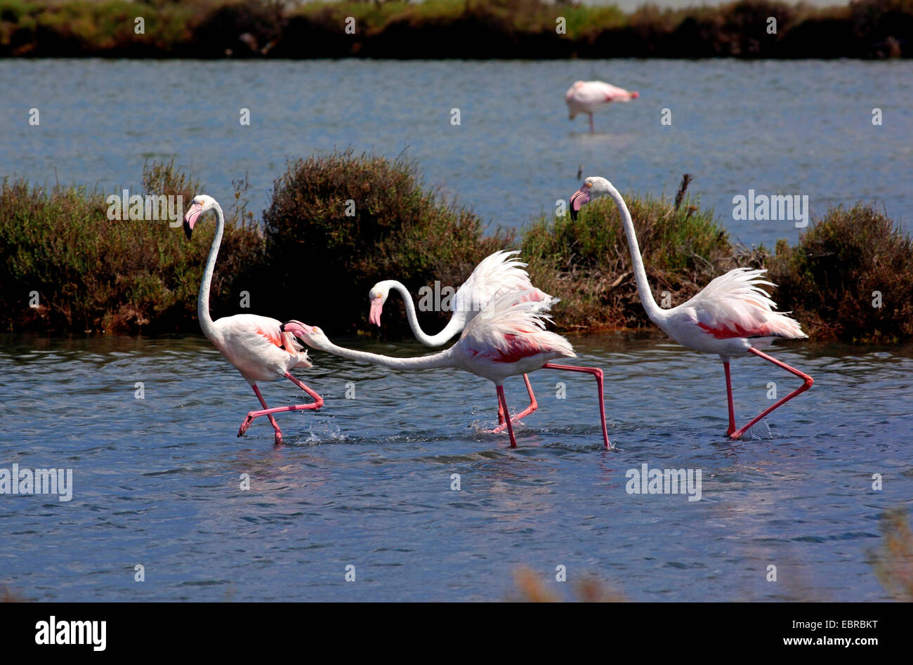 Quattro Flamingo maschi (Phoenicopterus roseus) il comportamento di lotta Foto Stock