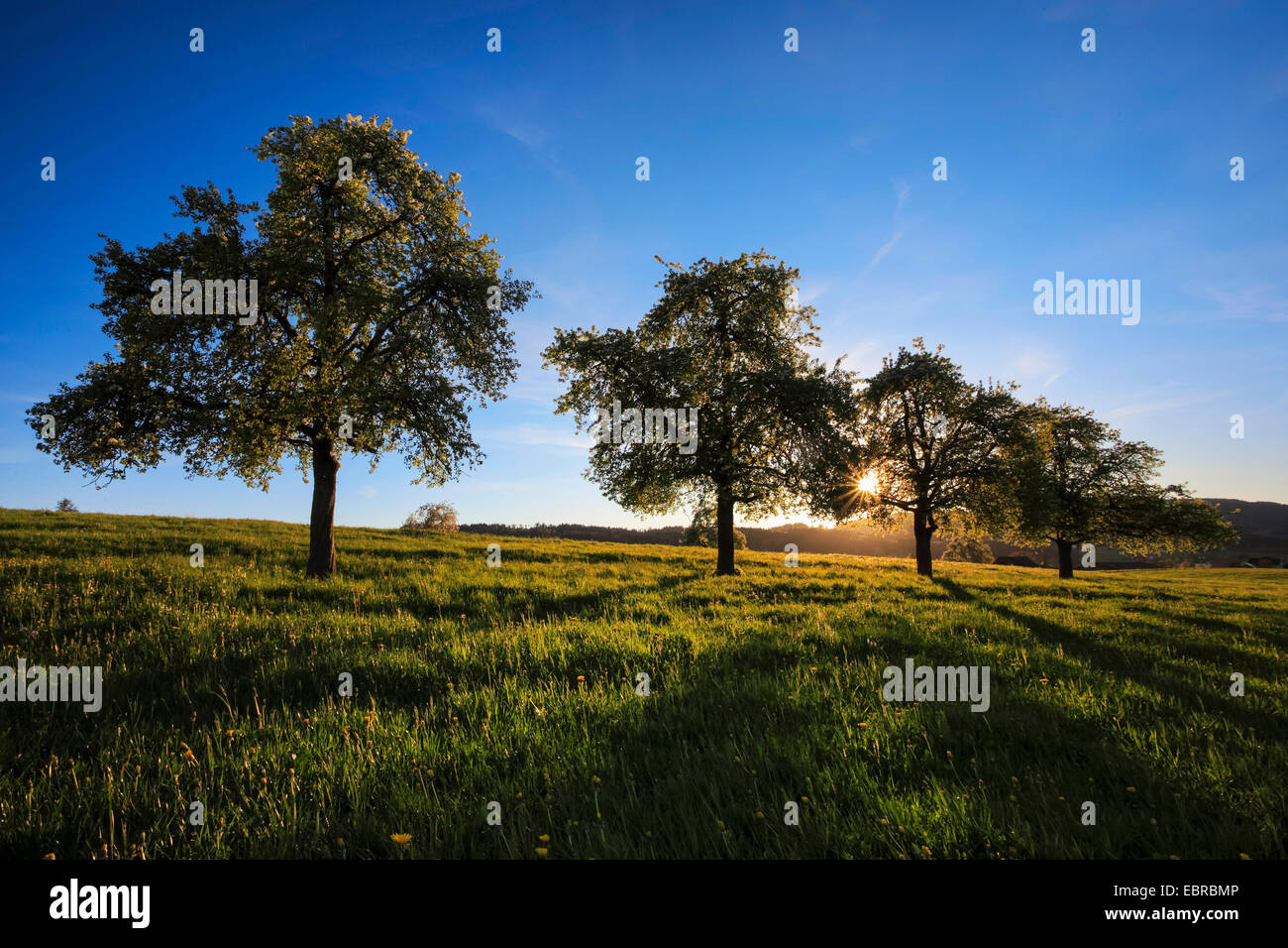 La pera comune (Pyrus communis), fioritura peri in primavera, Svizzera, Zuercher bernese Foto Stock