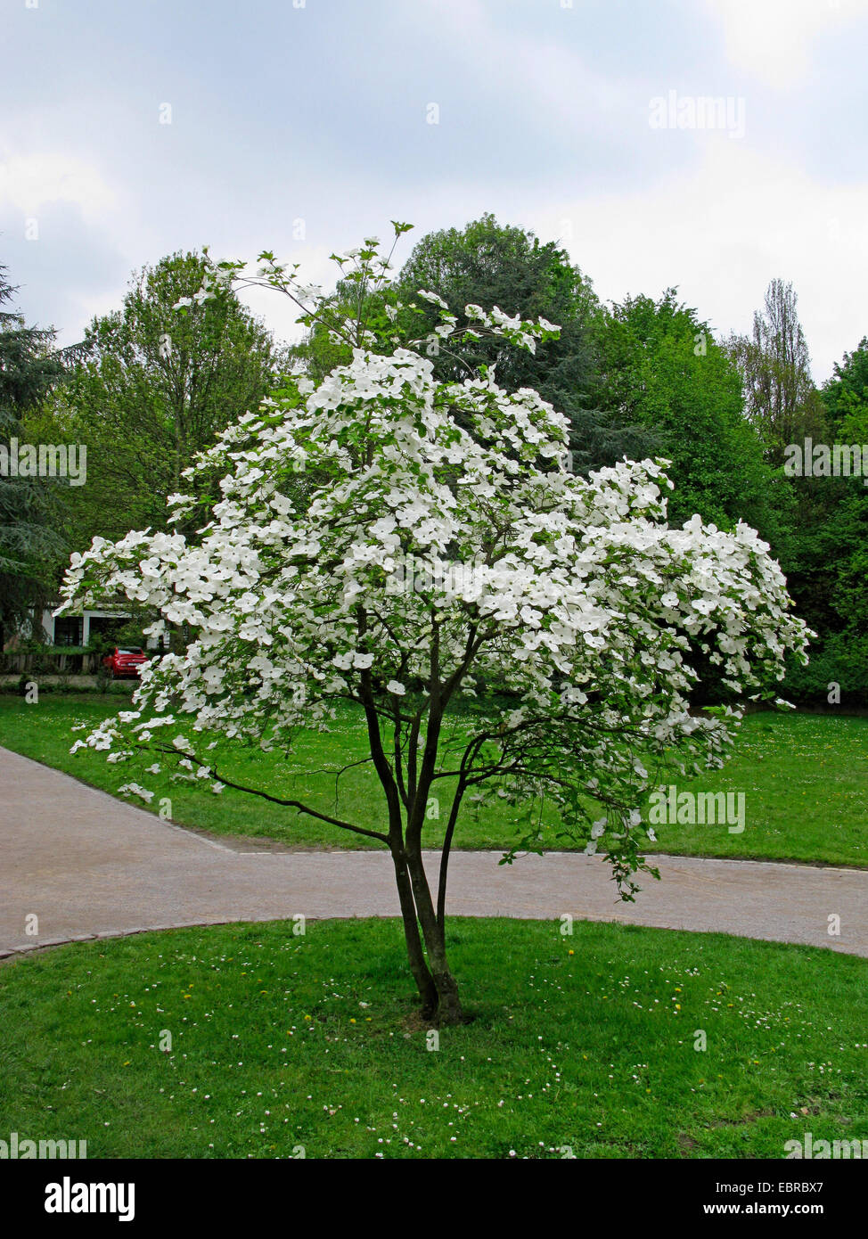 Fioritura sanguinello, American bosso (Cornus florida), albero in fiore in un parco Foto Stock
