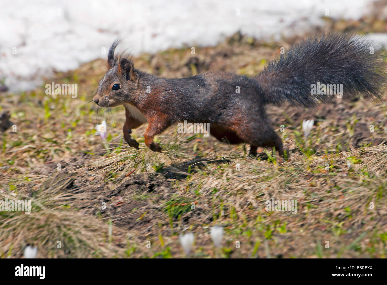 Unione scoiattolo rosso, Eurasian red scoiattolo (Sciurus vulgaris), saltare in un prato con fioriture di crochi, Svizzera dei Grigioni Foto Stock