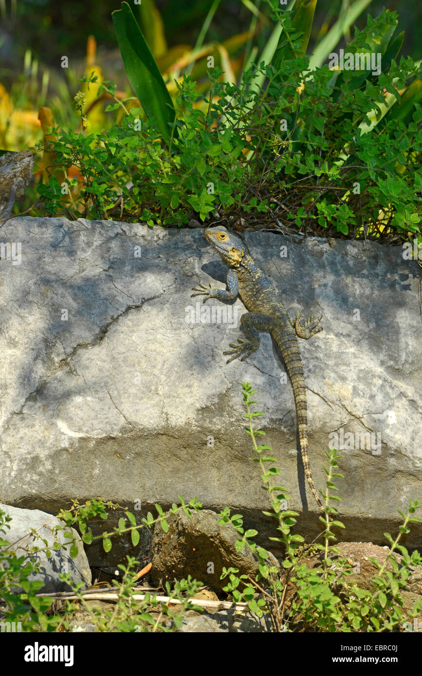 Roughtail rock AGAMA SA, Hardun (Agama stellio, Stellio stellio, Laudakia stellio), prendere il sole su una pietra, Turchia, Mu-la, Lykien, Anatolien, Dalyan Foto Stock