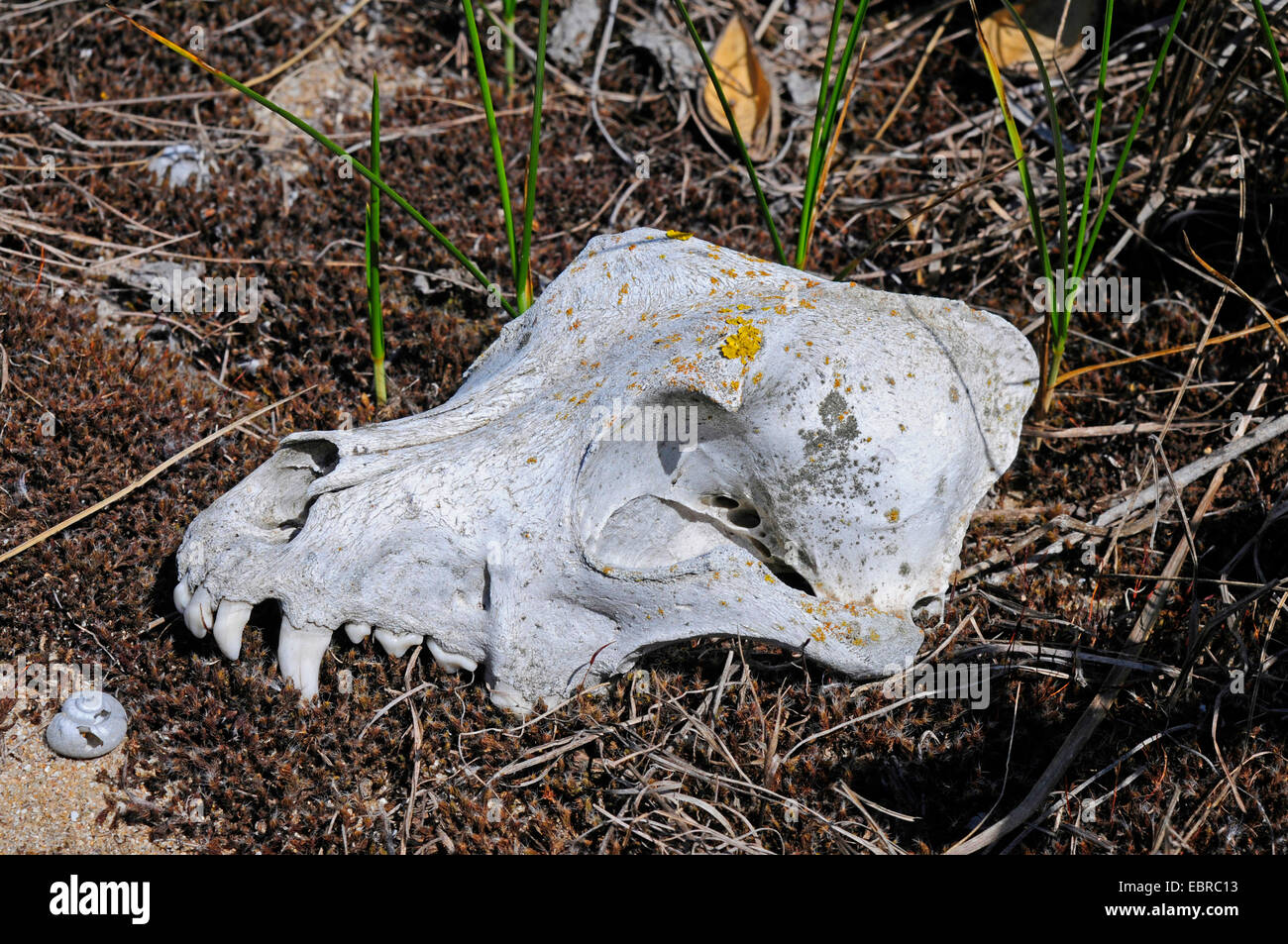 Cane domestico (Canis lupus f. familiaris) il cranio di un cane ricoperti di licheni, Bulgaria Foto Stock