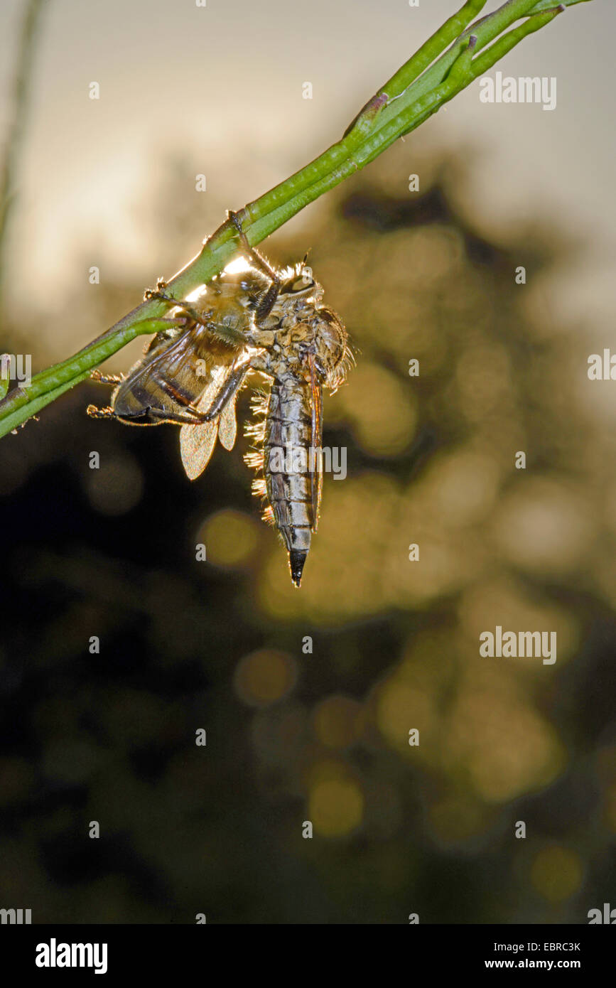Robberflies ed erba vola (Asilidae), robberfly a uno stelo con un'ape come preda, Turchia, Anatolia, Dalyan Foto Stock