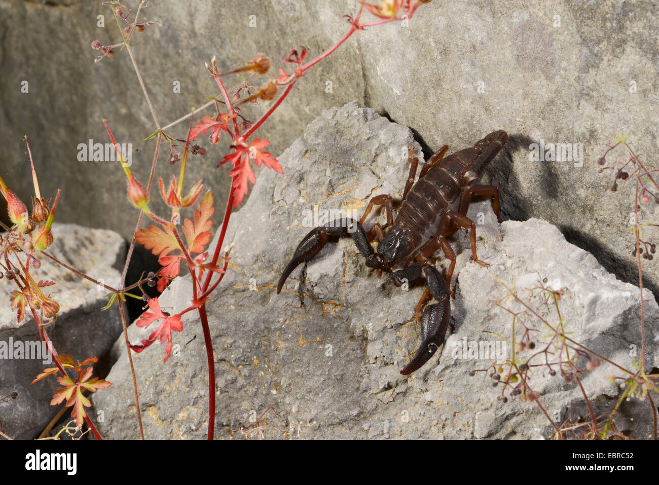 Scorpion (Iurus dufoureius), grande, scorpione nero su una pietra, Turchia, Lycia, Mugla Foto Stock
