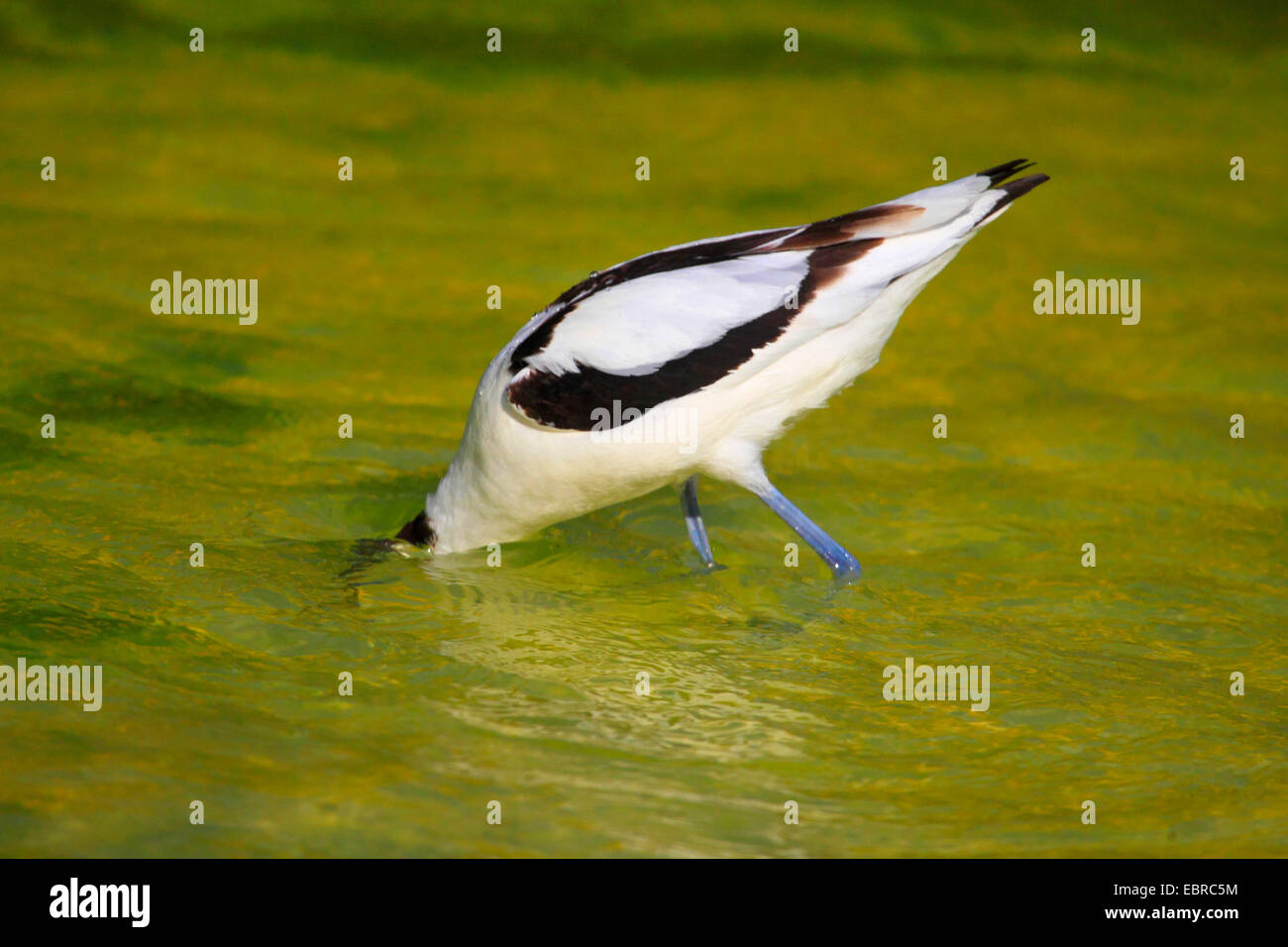 Pied avocet (Recurvirostra avosetta), sui mangimi, Germania Foto Stock