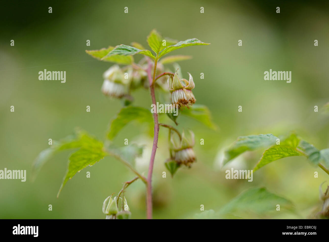 Unione rosso lampone (Rubus idaeus), fiori di un Europeo di lampone, in Germania, in Baviera Foto Stock