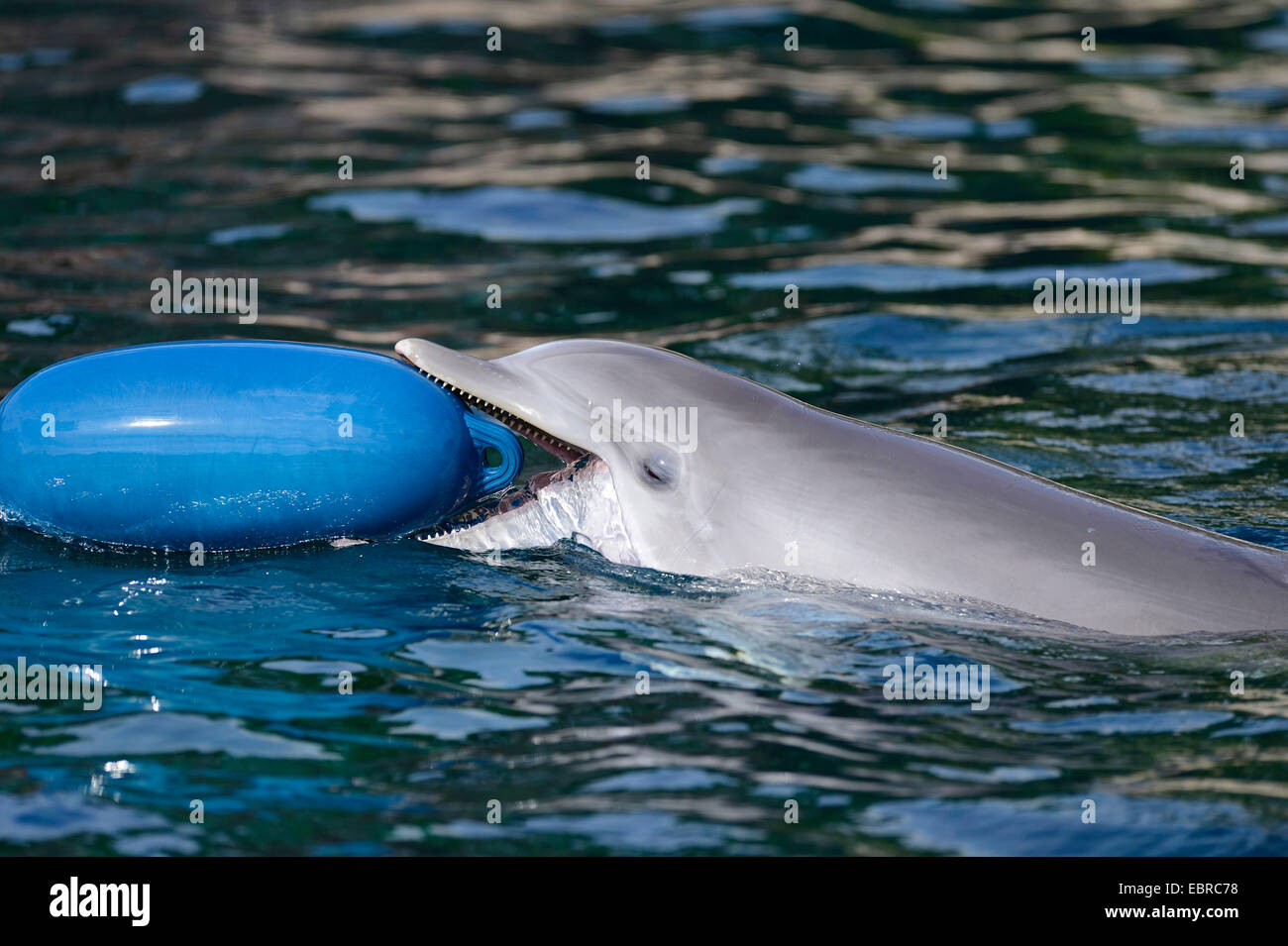 Bottlenosed dolphin, comune bottiglia di delfini dal naso (Tursiops truncatus), giocare in acqua con una boa Foto Stock