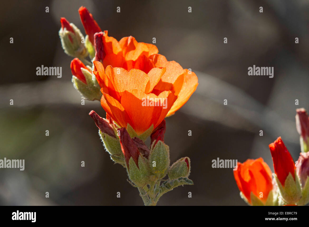 Globo malva, Globemallow, Falsemallow (Sphaeralcea spec.), in fiore nel deserto di Sonora, STATI UNITI D'AMERICA, Arizona Sonoran Foto Stock