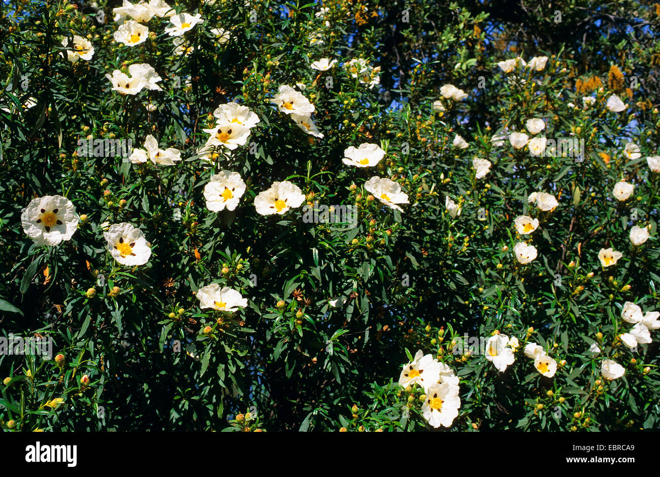 Gomma cisto, gomma di cisto, marrone-eyed cisto (Cistus ladanifer), fioritura, Portogallo Foto Stock