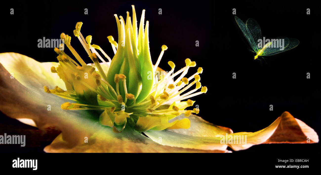 Veratro nero (Helleborus niger), insetto fiore di avvicinamento, Germania Foto Stock