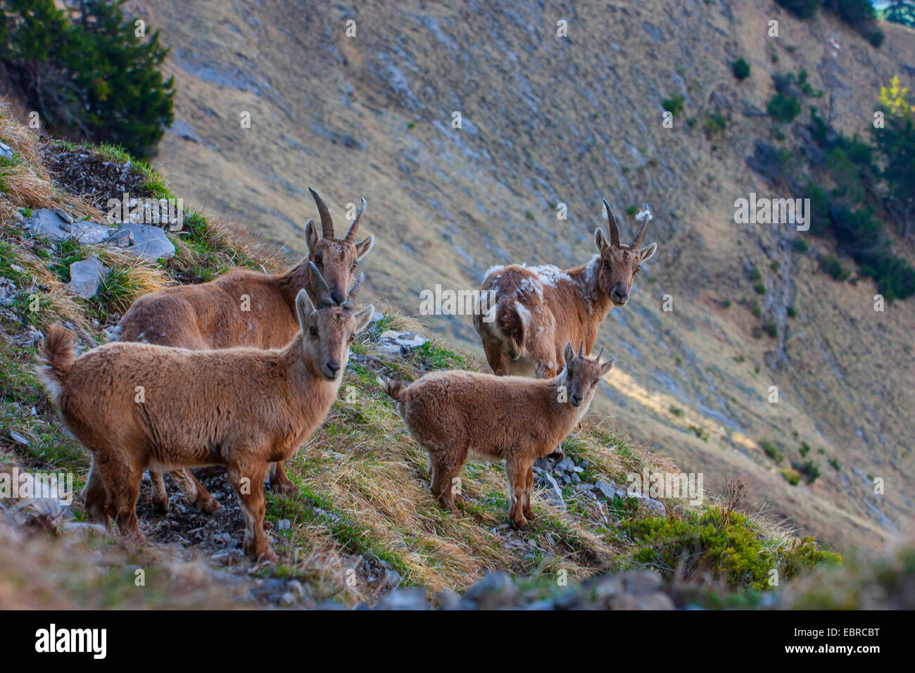 Stambecco delle Alpi (Capra ibex, Capra ibex ibex), un pacco di femmine non in cambio di pelliccia, Svizzera, Toggenburgo, Churfirsten Foto Stock