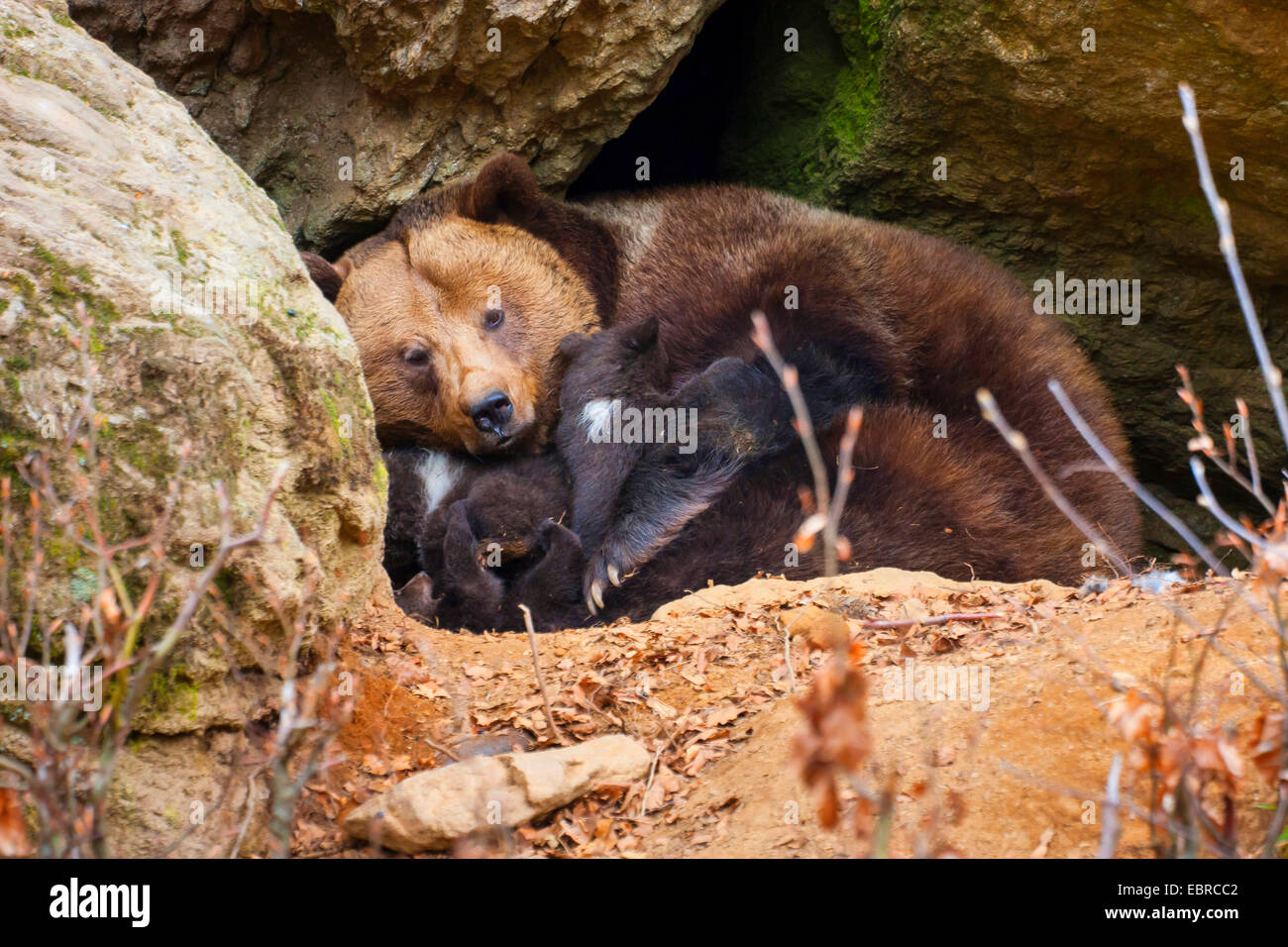 Unione l'orso bruno (Ursus arctos arctos), marrone bearess succhiare il suo bear cubs prima un den, in Germania, in Baviera, il Parco Nazionale della Foresta Bavarese Foto Stock