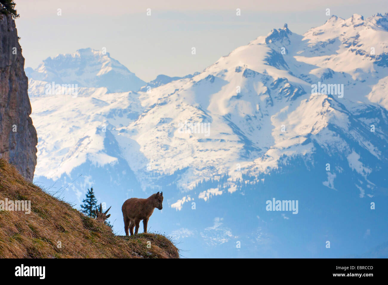 Stambecco delle Alpi (Capra ibex, Capra ibex ibex), capretti ibex di fronte all imponente sfondo montano, Svizzera, Toggenburgo, Churfirsten Foto Stock