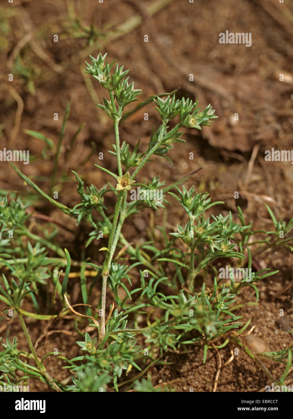 Knawel annuale (Scleranthus annuus), fioritura Foto Stock