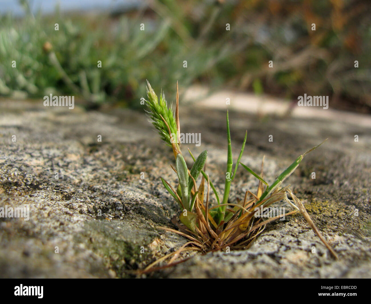 Annuale del gatto-coda, capelli mediterranea erba (Lophochloa cristata, Rostraria cristata), fioritura a su una parete, Spagna, Balearen, Maiorca Foto Stock