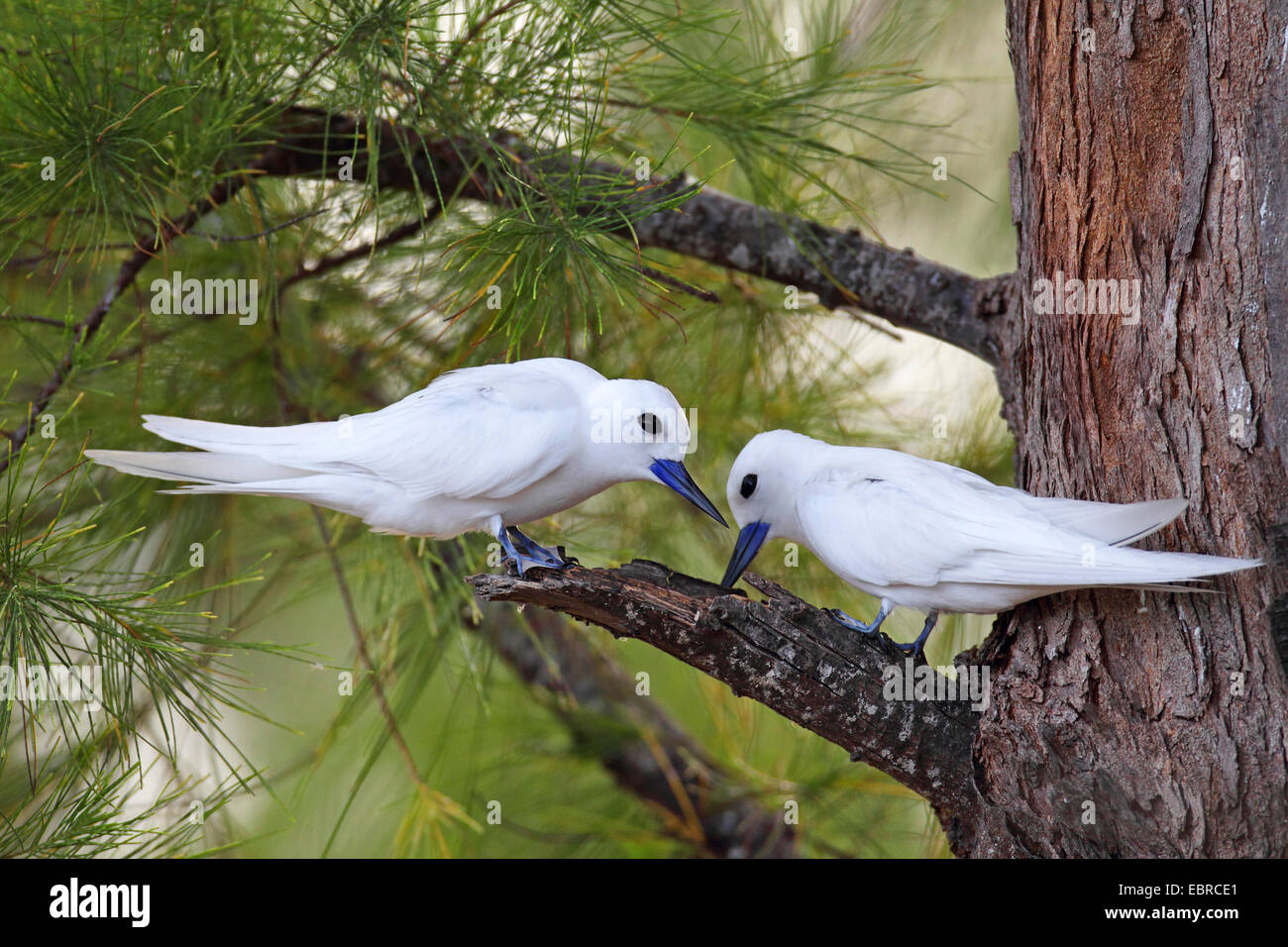 Bianco (tern Gygis alba), la coppia si siede in una struttura ad albero casuarnia, Seychelles, Bird Island Foto Stock