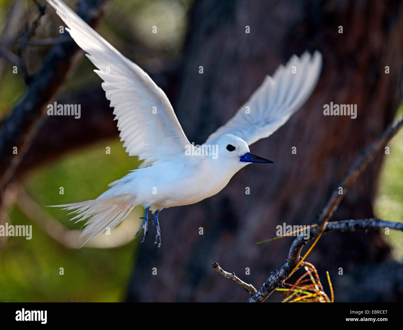Bianco (tern Gygis alba), battenti fuori da un albero di casuarina, Seychelles, Bird Island Foto Stock