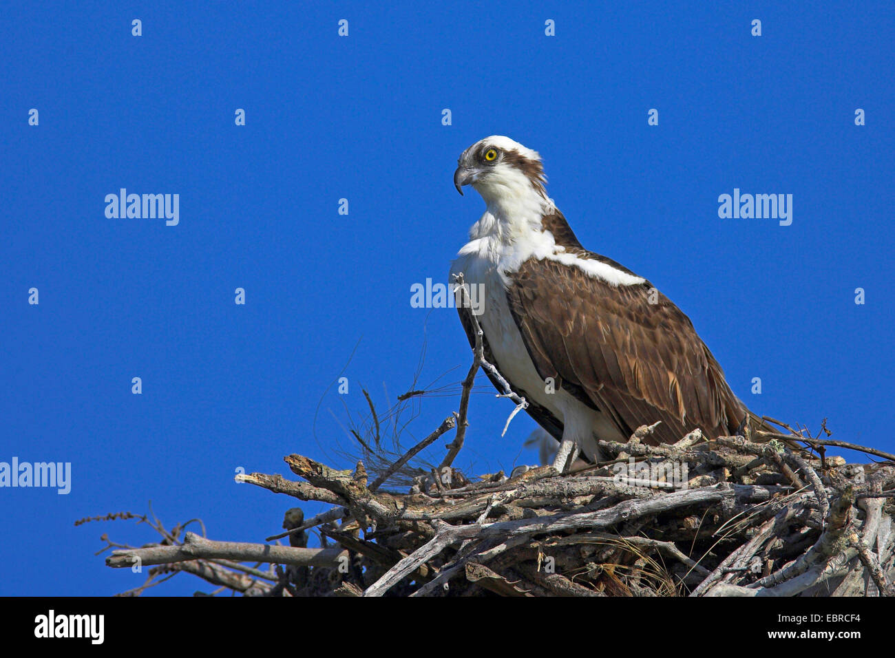 Osprey, pesce hawk (Pandion haliaetus), uccello si siede al nido, STATI UNITI D'AMERICA, Florida, Pine Island Foto Stock