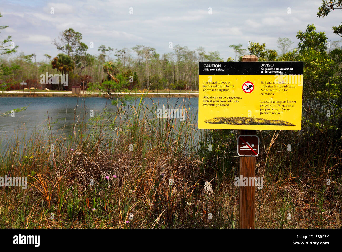 Il coccodrillo americano (Alligator mississippiensis), l'etichetta di avvertimento per gli alligatori, STATI UNITI D'AMERICA, Florida, Big Cypress National Park Foto Stock