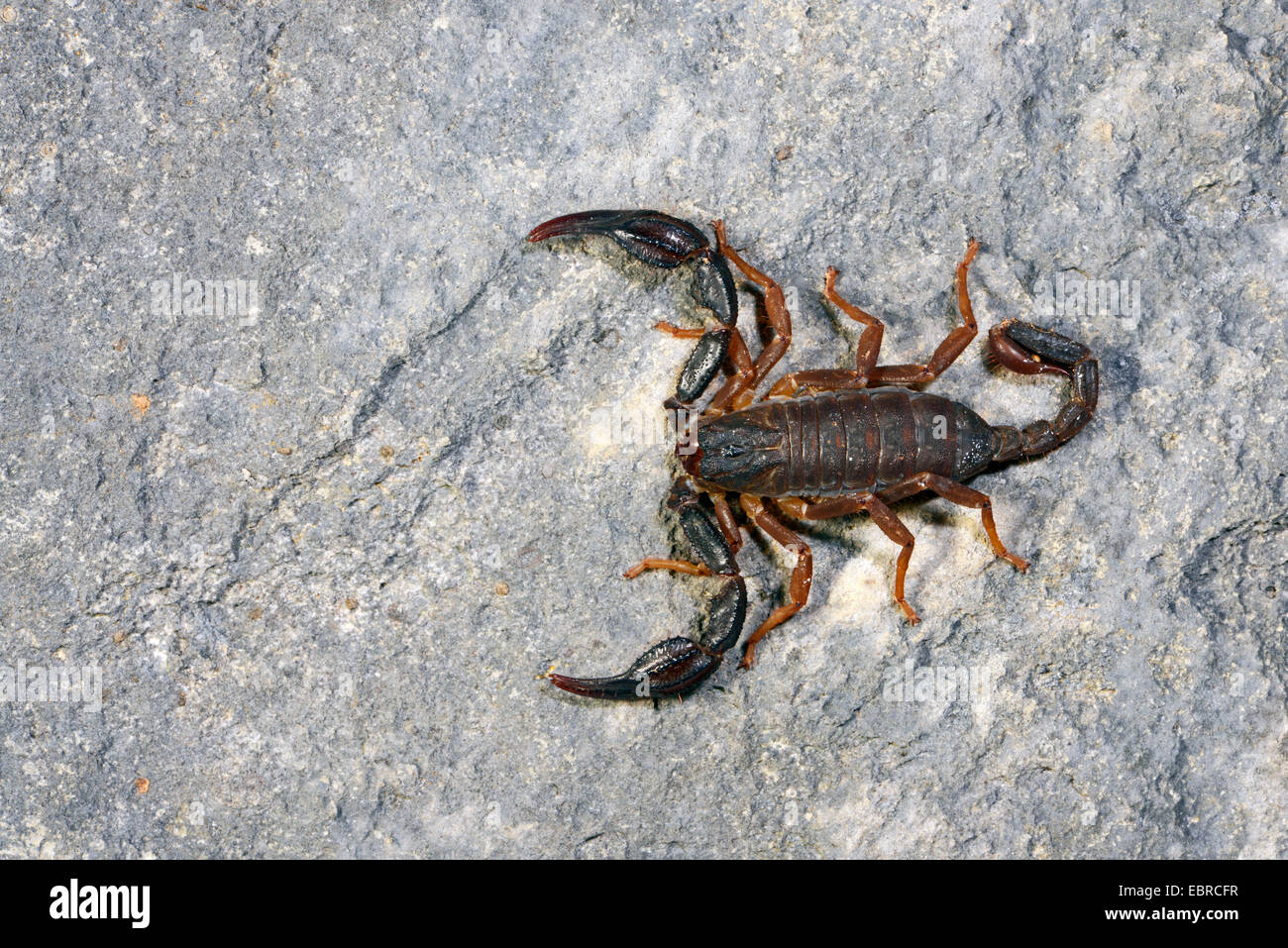 Scorpion (Iurus dufoureius), grande, scorpione nero su una pietra, Turchia, Lycia, Mugla Foto Stock