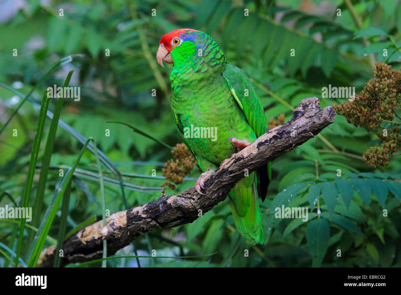 Verde-cheeked amazon (Amazona viridigenalis), su un ramo Foto Stock
