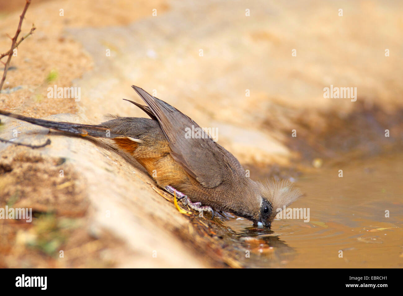 Chiazzato mousebird (Colius striatus), bere a waterhole, Sud Africa, nord ovest della provincia, Barberspan il santuario degli uccelli Foto Stock