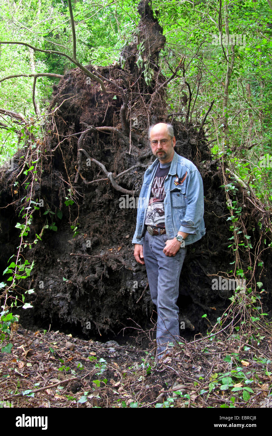 Uomo in piedi nella parte anteriore del sistema di radice di un disrooted betulla, tempesta davanti a Ela 2014-06-09, in Germania, in Renania settentrionale-Vestfalia, la zona della Ruhr, Essen Foto Stock