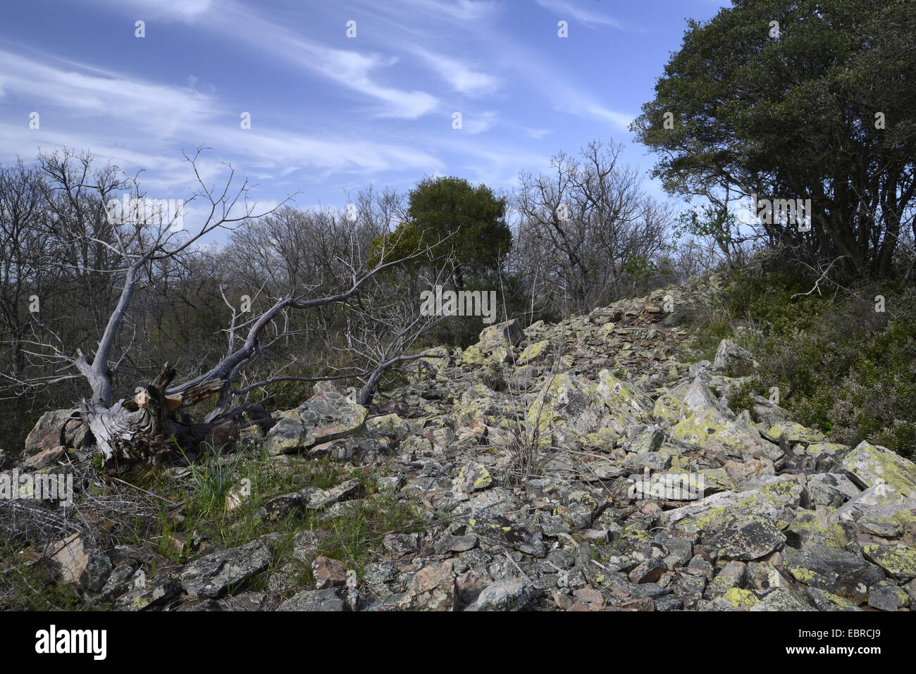 Parete di decadimento als habitat per rettili, Bulgaria, Biosphaerenreservat Ropotamo Foto Stock