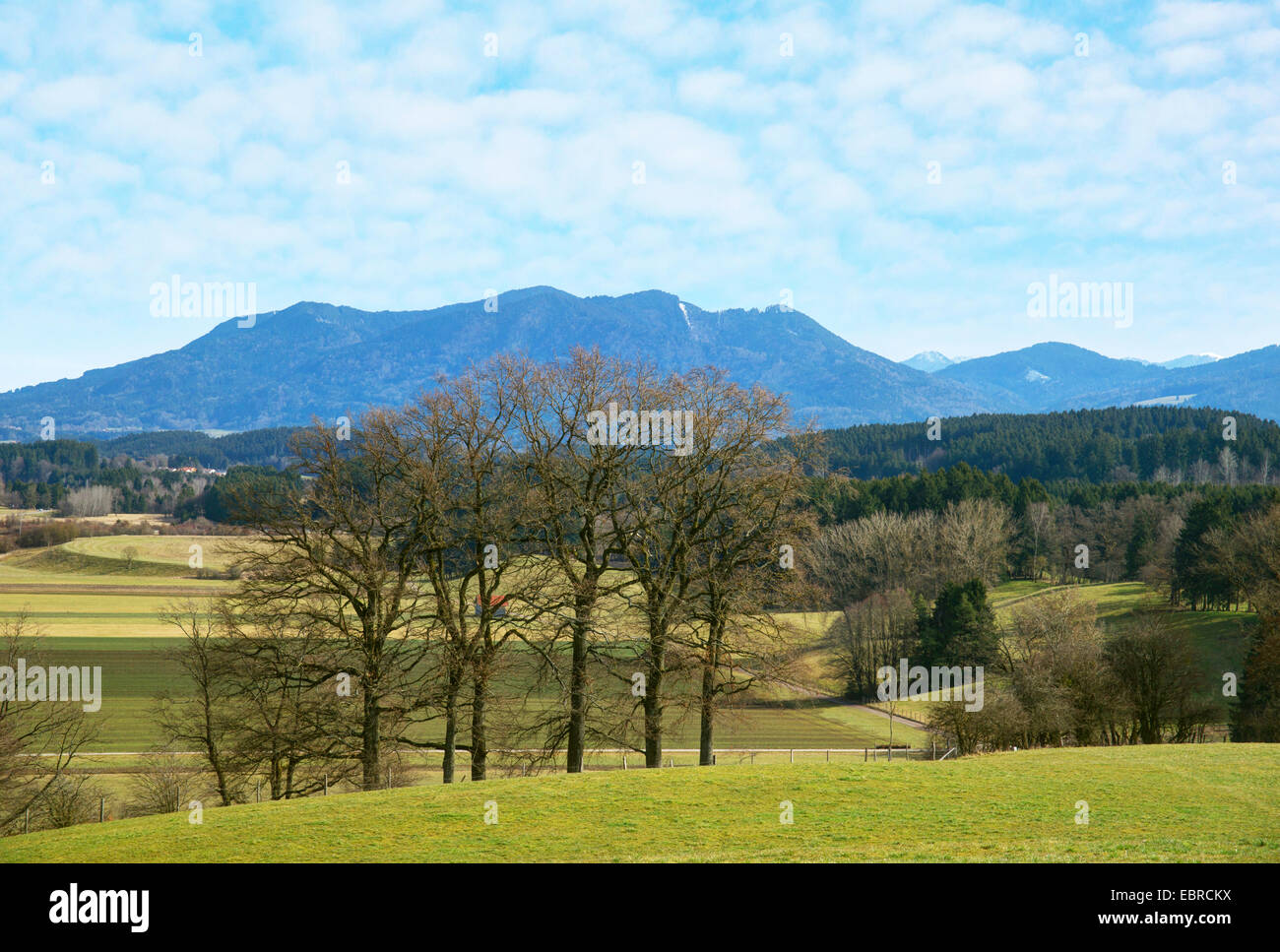Bosco e prato paesaggio, Isarwinkel e Tegernsee montagne sullo sfondo, in Germania, in Baviera, Oberbayern, Alta Baviera, Antdorf Foto Stock