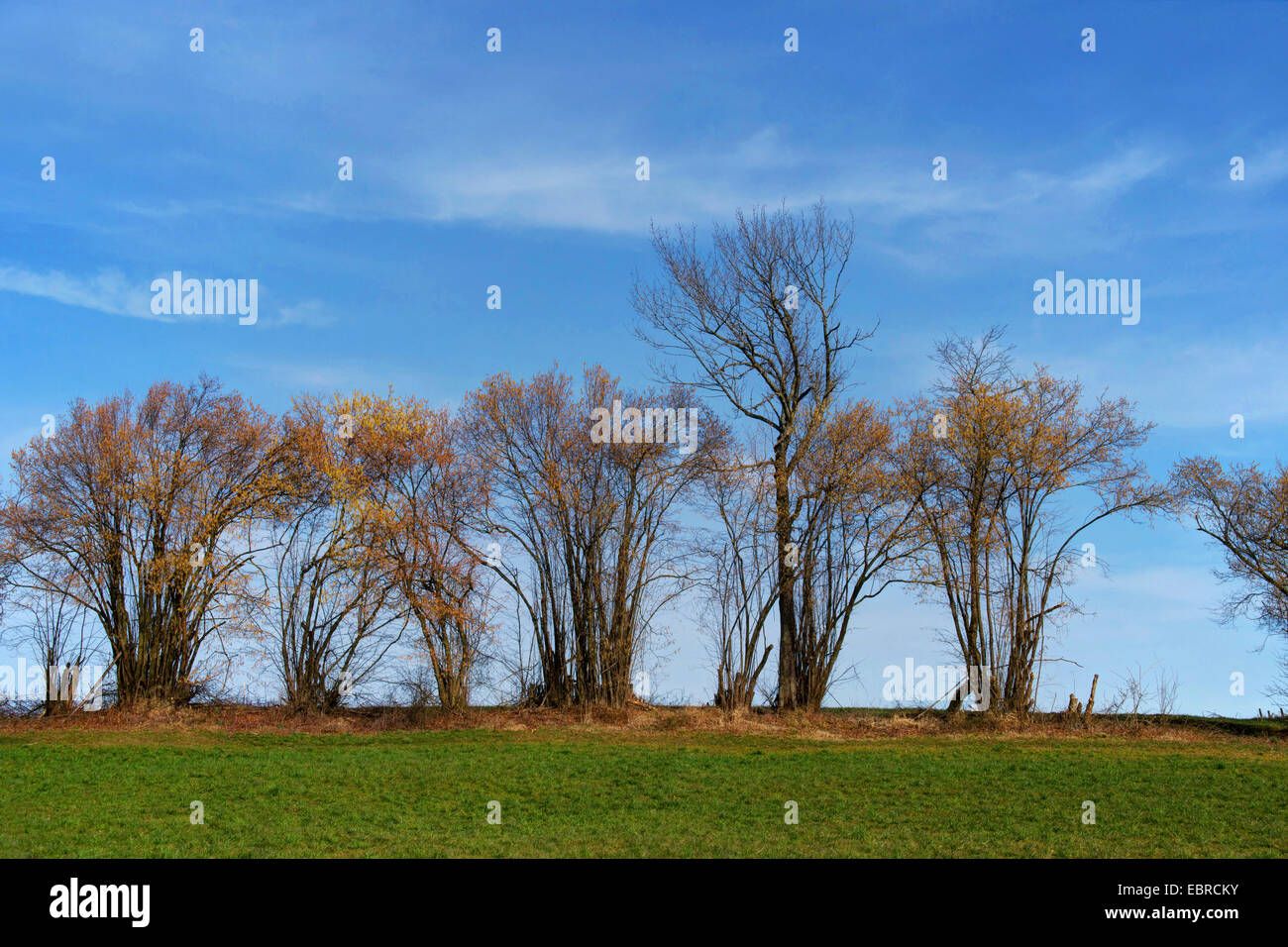 Comune di nocciolo (Corylus avellana), fila di nocciola di boccole in piena fioritura, in Germania, in Baviera, Oberbayern, Alta Baviera, Habach bei Murnau Foto Stock