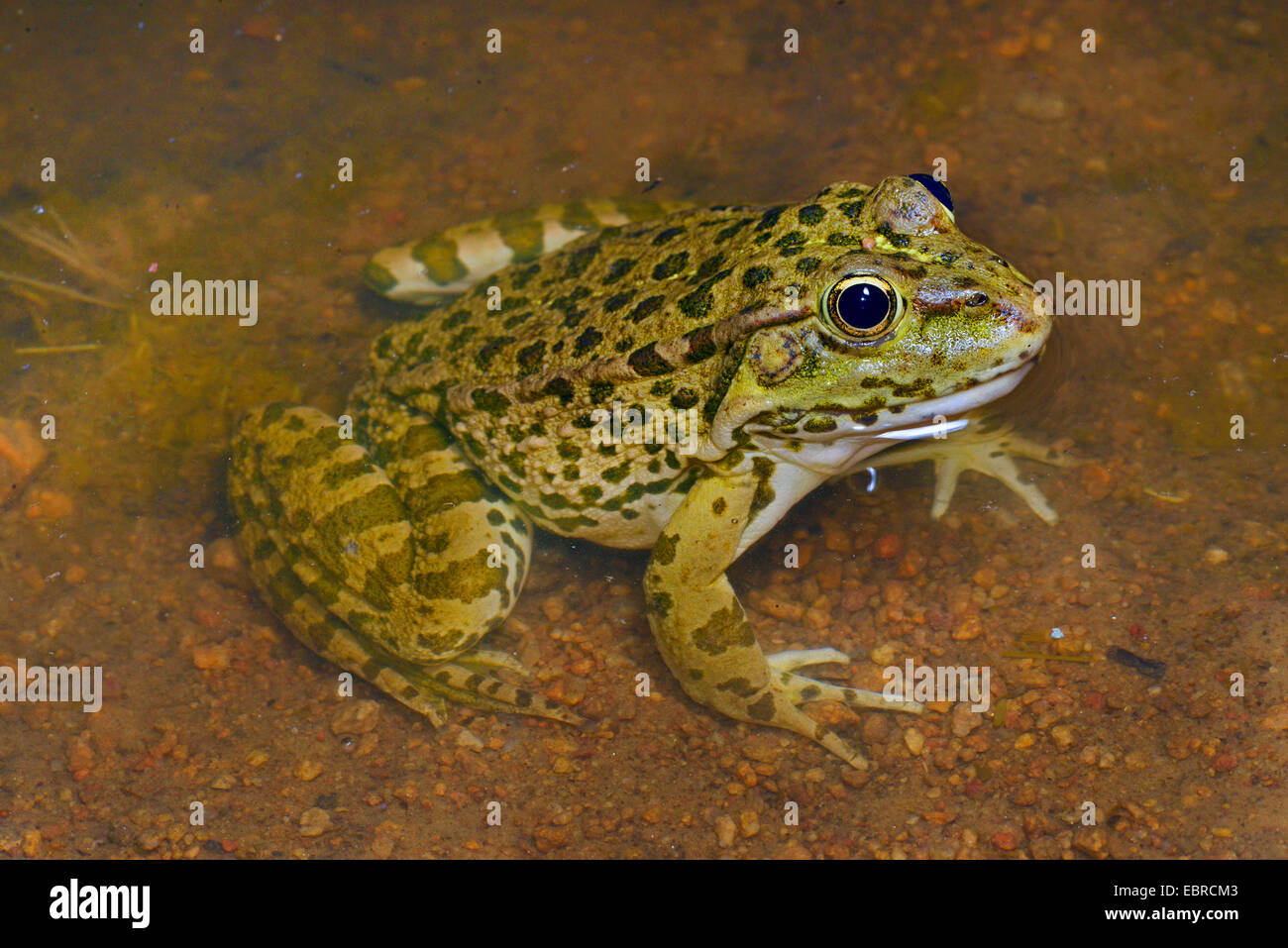 Rana di palude, il lago di rana (Rana ridibunda, Pelophylax ridibundus), seduta in acque poco profonde, Turchia, Tracia Foto Stock