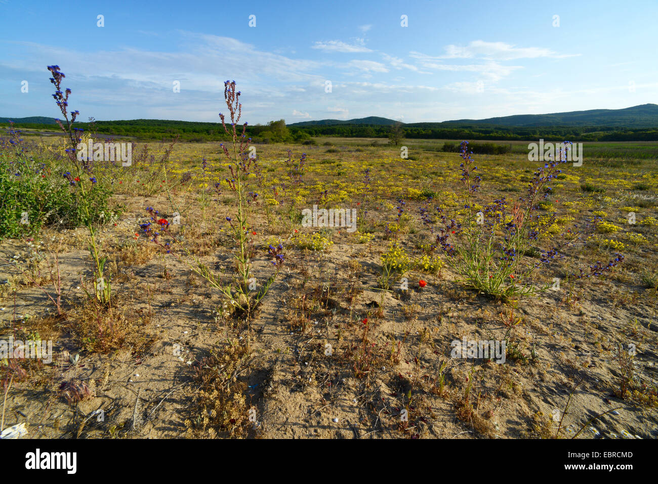 Fiori su una duna presso la costa del Mar Nero, Bulgaria, Biosphaerenreservat Ropotamo Foto Stock