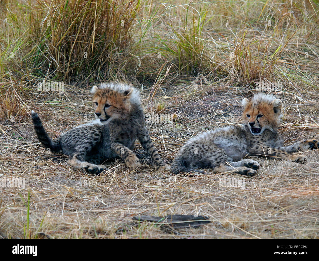 Ghepardo (Acinonyx jubatus), due ghepardi cuccioli giacente a terra ringhiando, Kenia Masai Mara National Park Foto Stock Ghepardo (Acinonyx jubatus), due ghepardi cuccioli giacente a terra ringhiando, Kenia Masai Mara National Park Foto Stock