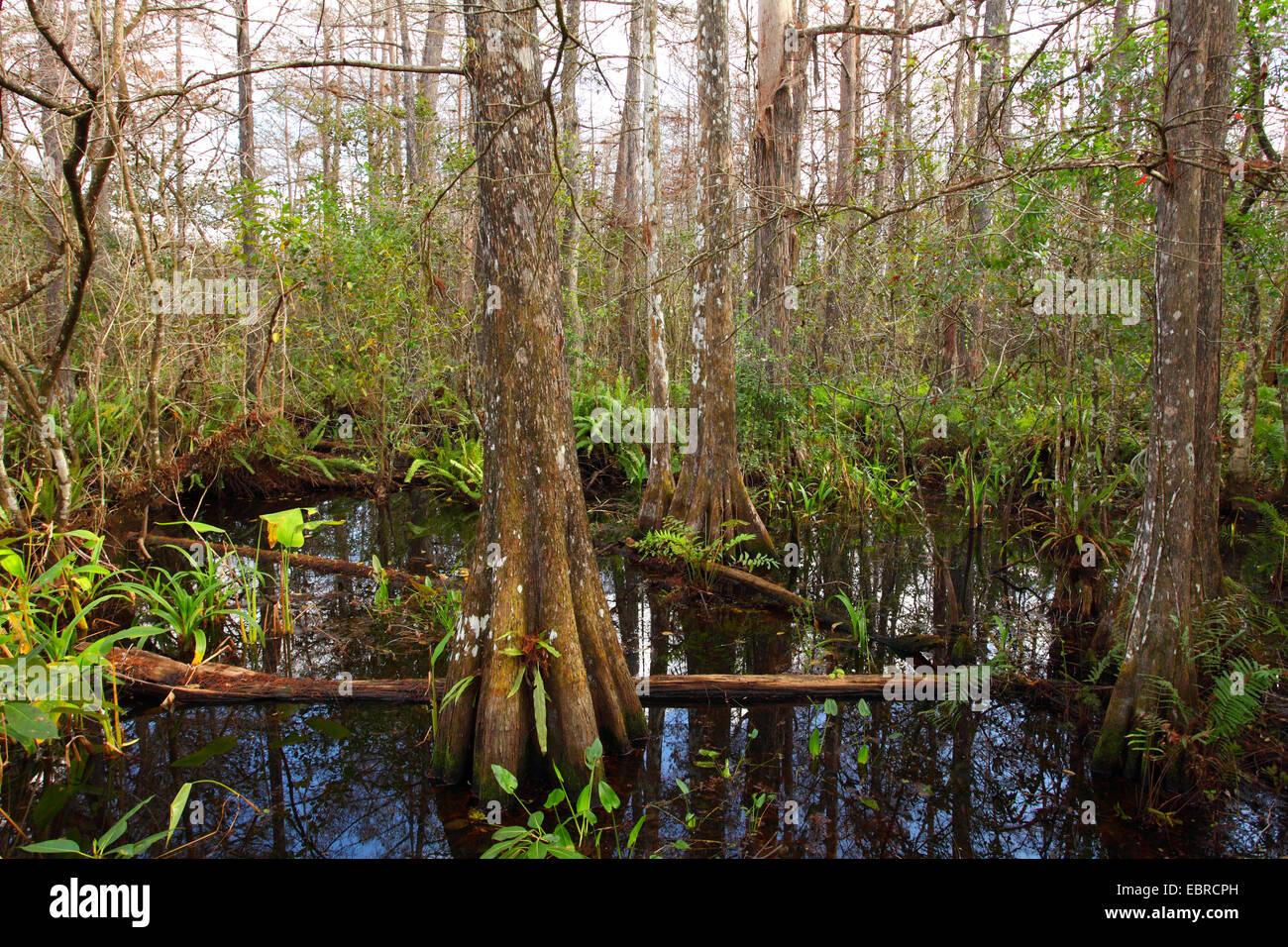 Baldcypress (Taxodium distichum), undergroth in una palude cipresso, STATI UNITI D'AMERICA, Florida, cavatappi palude Foto Stock