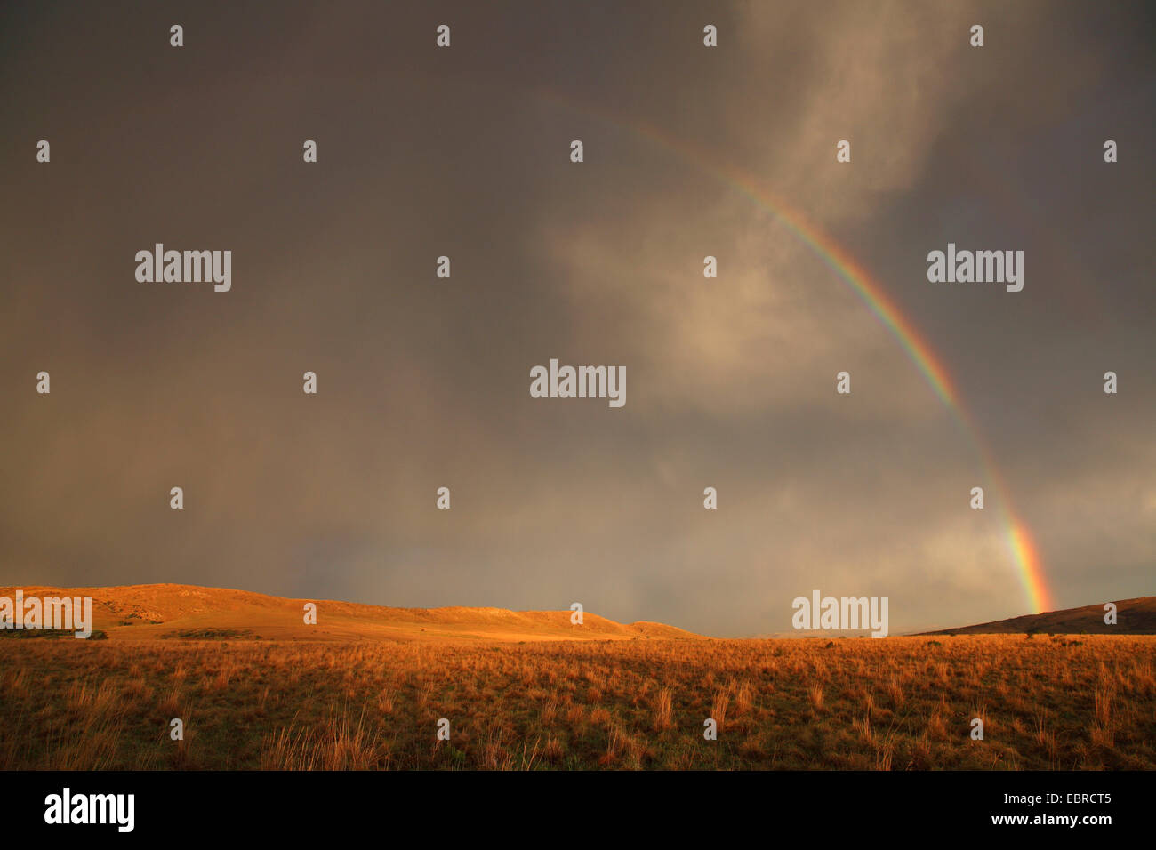 Rainbow sulla savana africana dopo un temporale, Sud Africa, Kgaswane Riserva di montagna Foto Stock