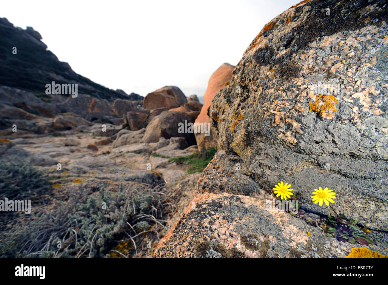 Composito di colore giallo sulla costa rocciosa, Francia, Corsica, Portigliolo , BelvÚdÞre-Campomoro Foto Stock