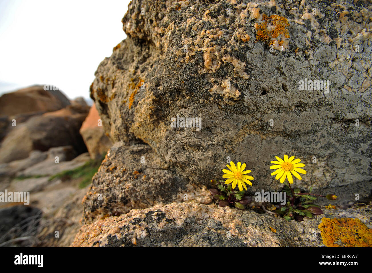 Fiore giallo composito su costa rocciosa, Francia, Corsica, Portigliolo , BelvÚdÞre-Campomoro Foto Stock