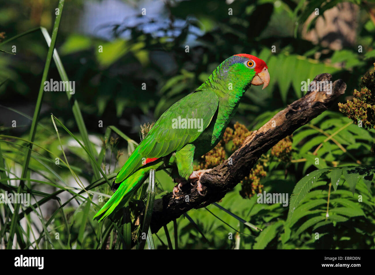 Verde-cheeked amazon (Amazona viridigenalis), si siede su un ramo Foto Stock