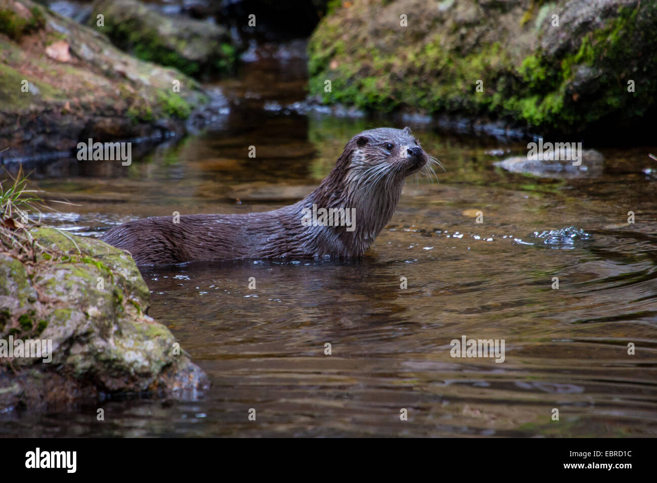 Unione Lontra di fiume, Lontra europea, lontra (Lutra lutra), nel suo habitat naturale, in Germania, in Baviera, il Parco Nazionale della Foresta Bavarese Foto Stock